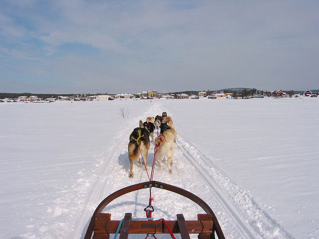 ice-hotel11-dogs-pulling